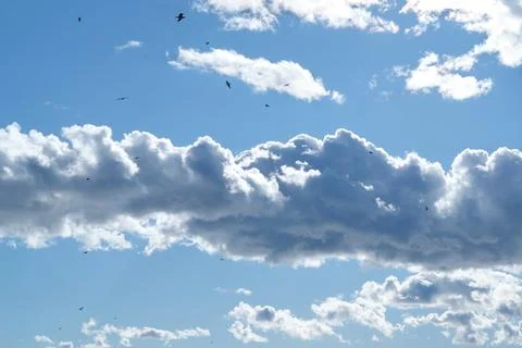 Flock of birds flying in dramatic white clouds and blue sky. Foto stock