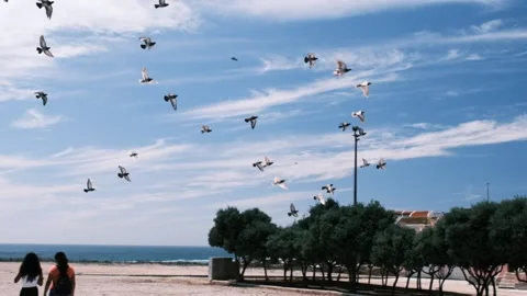 Flock of birds flying during summer with blue sky. Stock Footage 150840611