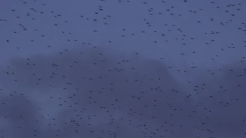 Flock of birds flying in the evening light overhead England UK 4K Stock Footage 147833428
