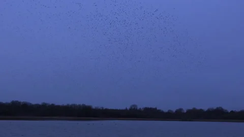 Flock of birds flying in the evening light England UK 4K 스톡 동영상 147834755