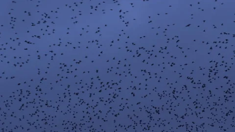 Flock of birds flying in the evening light England UK 4K Stock Footage 147846429