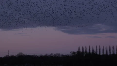 Flock of birds flying in the evening light over trees England UK 4K Stock Footage 147866922