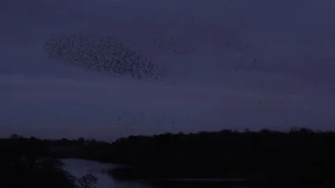 Flock of birds flying in the evening light England UK 4K Vidéo 147868030