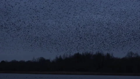 Flock of birds flying in the evening light England UK 4K Stock Footage 147958359