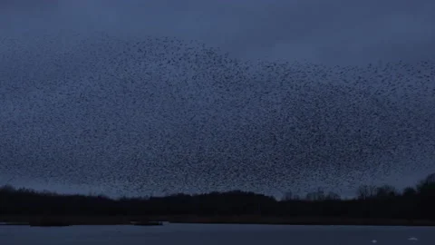 Flock of birds flying in the evening light England UK 4K Stock Footage 147959562