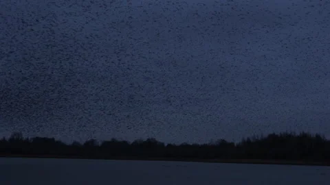 Flock of birds flying in the evening light England UK 4K Video stock 147959666
