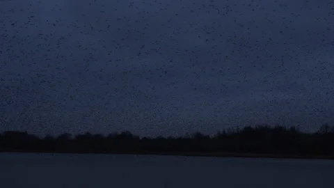 Flock of birds flying in the evening light England UK 4K Stockbeeldmateriaal 147961023