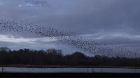 Flock of birds flying in the evening light England UK 4K Stock Footage 147961820