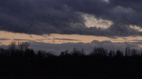 Flock of birds flying in the evening light England UK 4K Stock Footage 147962417