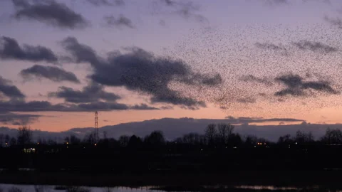 Flock birds flying in the evening light England UK 4K Stockbeeldmateriaal 147963510