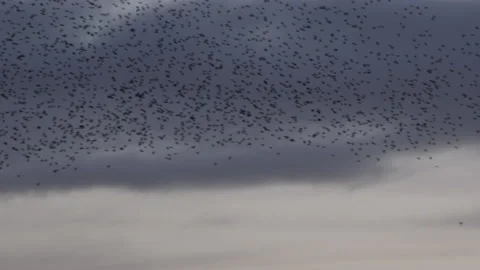 Flock of birds flying in the evening light England UK 4K Stockbeeldmateriaal 148281740