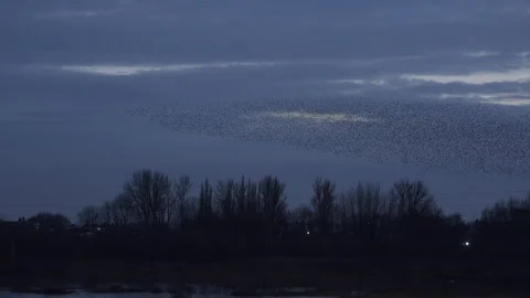 Flock of birds flying in the evening light England UK 4K Stock Footage 148286103