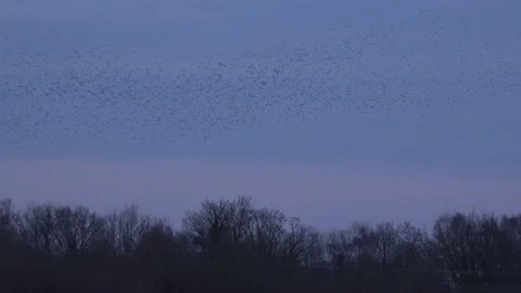 Flock of birds flying in the evening light England UK 4K Stock Footage 148448667