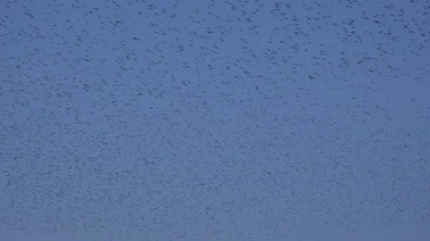 Flock of birds flying in the evening light England UK 4K Stockbeeldmateriaal 148451343