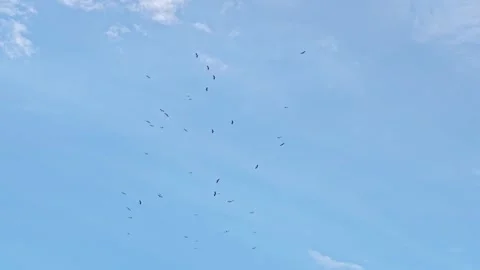 Flock of birds flying in expansive blue sky. Video stock 341958310