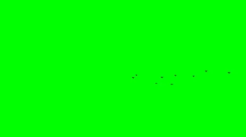 A flock of birds flying Stock Footage 48717450