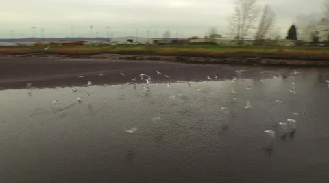 Flock of birds flying Stock Footage 49216185