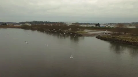 Flock of birds flying Stock Footage 49216300