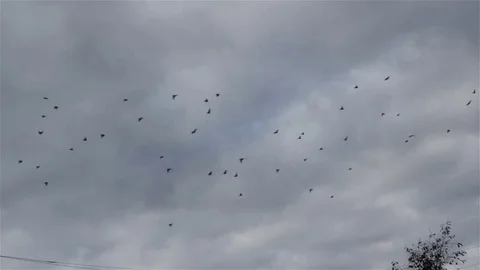Flock of birds flying Stock Footage 69792842