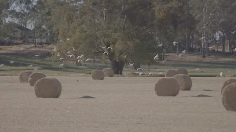 Flock of birds flying Stock Footage 74066955