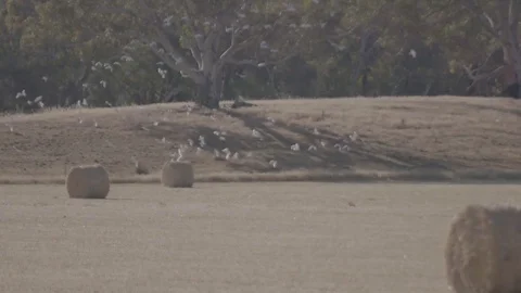 Flock of birds flying Stock Footage 74066967