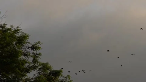 Flock of birds flying Stock Footage 320005999