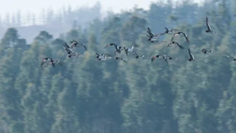 Flock of birds flying with a forest in the background. Vídeos de archivo 156384583
