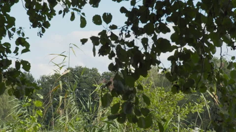 A Flock of Birds Flying on the Forest Background Stock Footage 173767500
