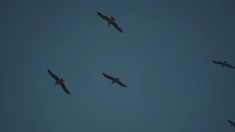 Flock Of Birds Flying in Formation Stock Footage 145245537