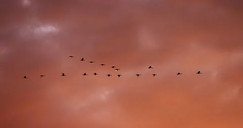 Flock of birds flying in formation at sunset filmed in slow motion. Stock Footage 155000079