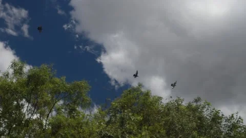 Flock off birds flying in formations on scattered clouds sky Stock Footage 227550573