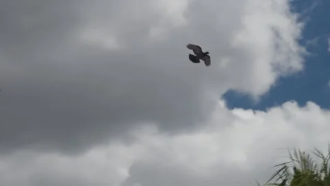 Flock off birds flying in formations on scattered clouds sky Stock Footage 227550586