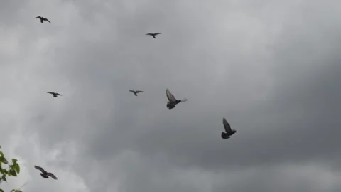 Flock off birds flying in formations on scattered clouds sky Stock Footage 227550629