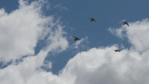 Flock off birds flying in formations on scattered clouds sky Stock Footage 227550641