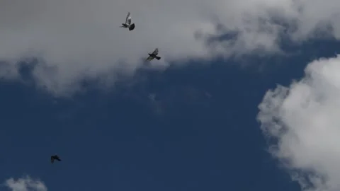 Flock off birds flying in formations on scattered clouds sky Stock Footage 227550663