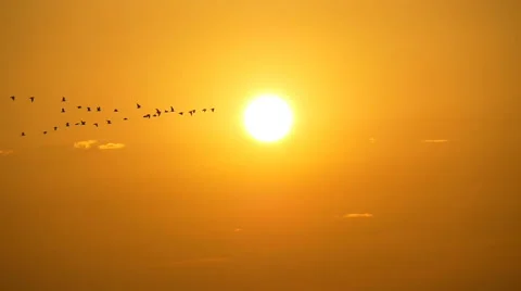 Flock of birds flying in front of the sun in slow motion (1/4 speed) Stock Footage 66776739