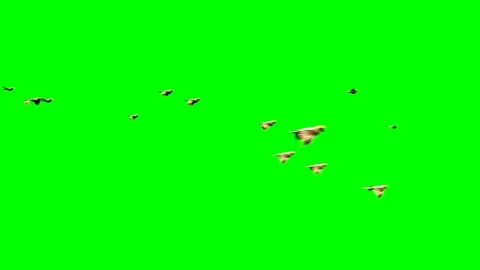 Flock of Birds flying on Green Screen Ba... | Stock Video | Pond5