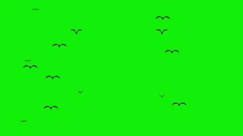 Flock of birds flying green screen sky f... | Stock Video | Pond5