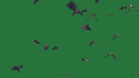 A flock of birds flying on green screen and over animated chromakey background Видео 335122496