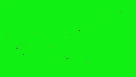 Flock of Birds Flying on Green Screen Background Stock Footage 336713378