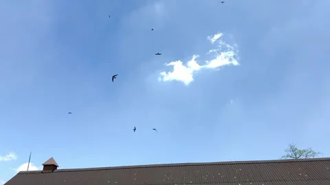 Flock of birds flying in groups under a sunny sky 스톡 동영상 287584373