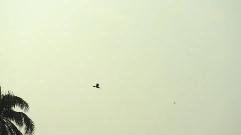 Flock of birds flying high in the clear blue sky Video stock 332600223