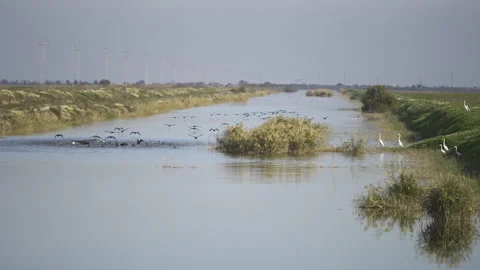 Flock of birds flying low over water canal in Spain Stock Footage 303424711
