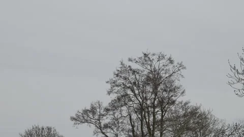 Flock of birds flying out of bare alder tree canopy, overcast sky. 4K 60fps. Stock Footage 334169606