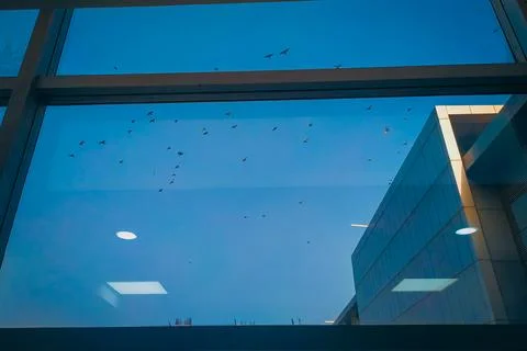 Flock of birds flying outside in office lights reflicting on glass window wit Stock Photos