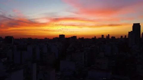 Flock of birds flying over buenos aires city skyline at sunset Stock-Footage 339376495
