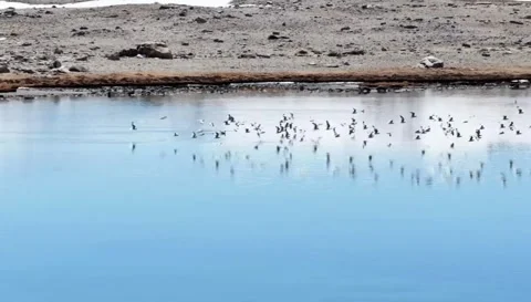 Flock of birds flying over a calm blue lake in a rocky landscape.Drone footage 库存影片 335049863