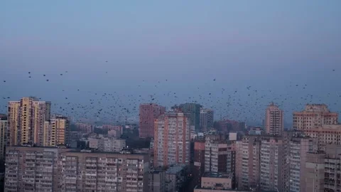 Flock of birds flying over a dense urban skyline at twilight, creating a Stock Footage 302722322
