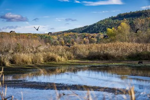 A flock of birds flying over the Devil's Lake on the background of dense colo Stock Photos