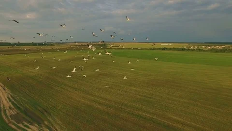 The flock of birds flying over the fields, storks, aerial Stock Footage 72220050